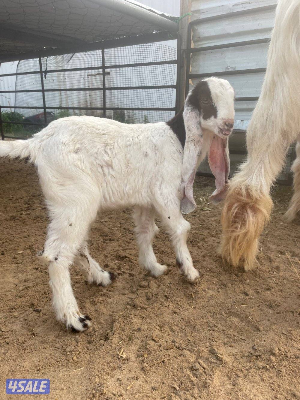 عنز عارضيه طيبه مطفل روم + داغور4