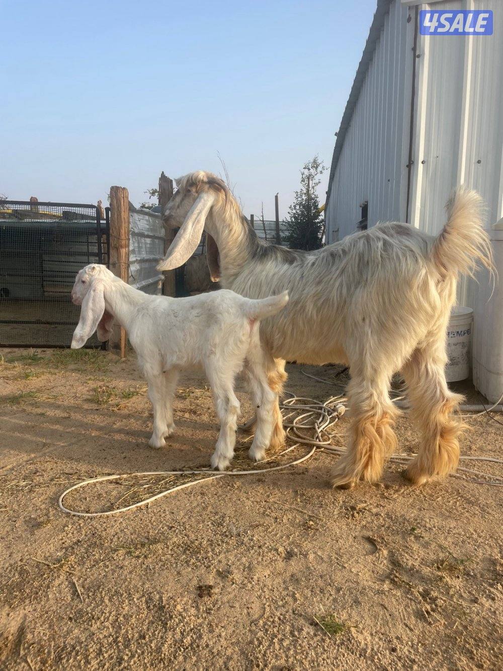 عنز عارضيه طيبه مطفل روم + داغور5