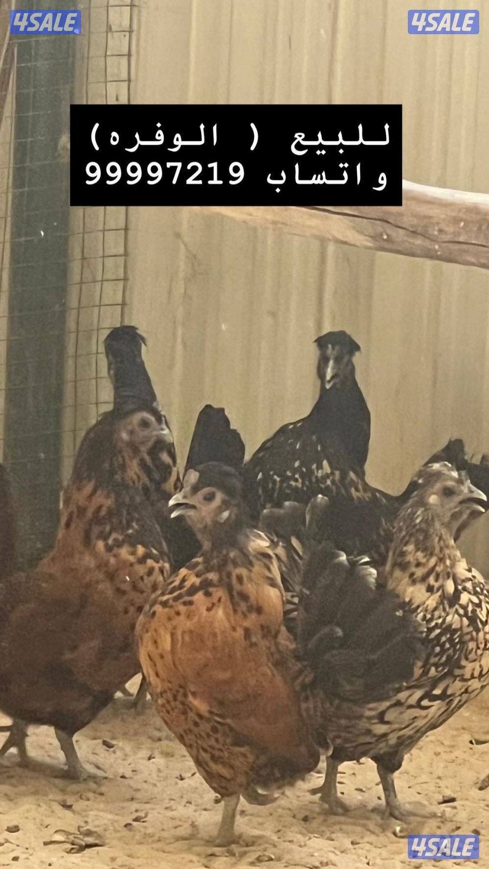 بشري لاهالى الوفره وصباح الاحمد وأم الهيمان وفرنا2