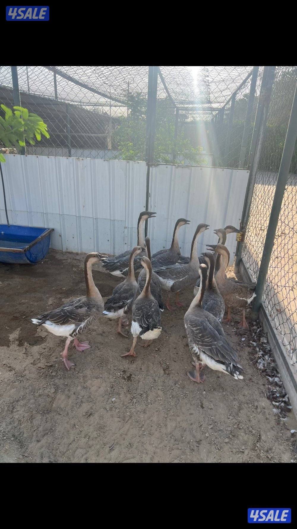 بشري لاهالى الوفره وصباح الاحمد وأم الهيمان وفرنا4