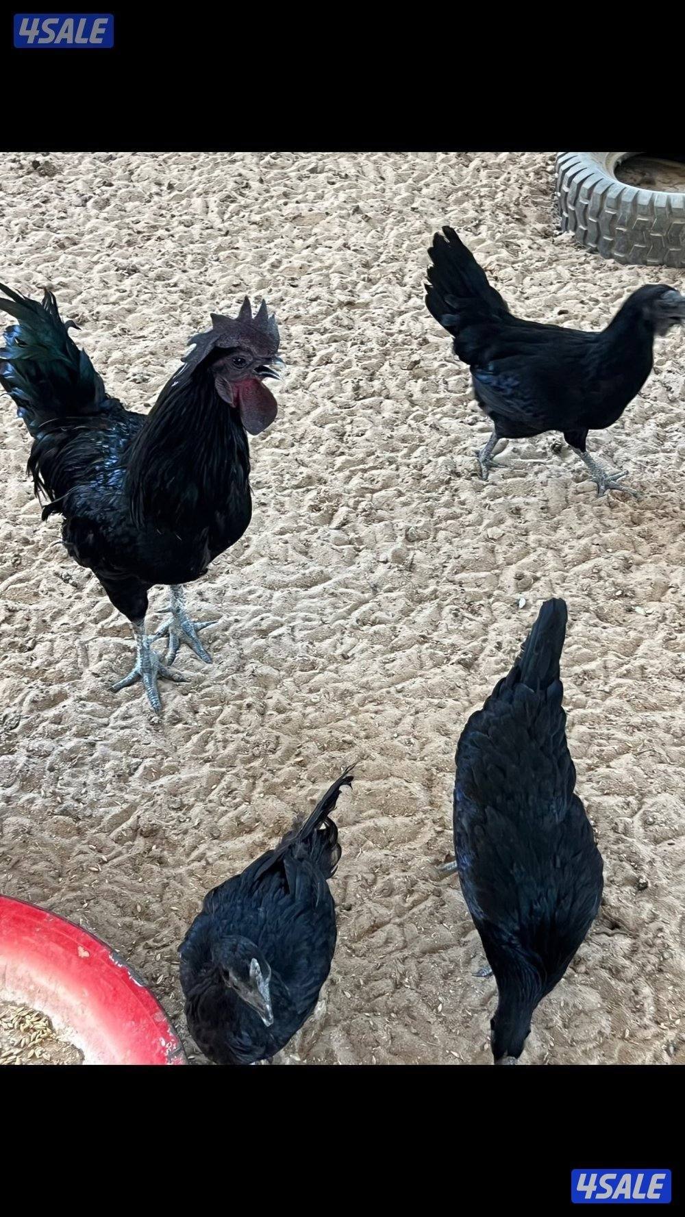 بشري لاهالى الوفره وصباح الاحمد وأم الهيمان وفرنا5