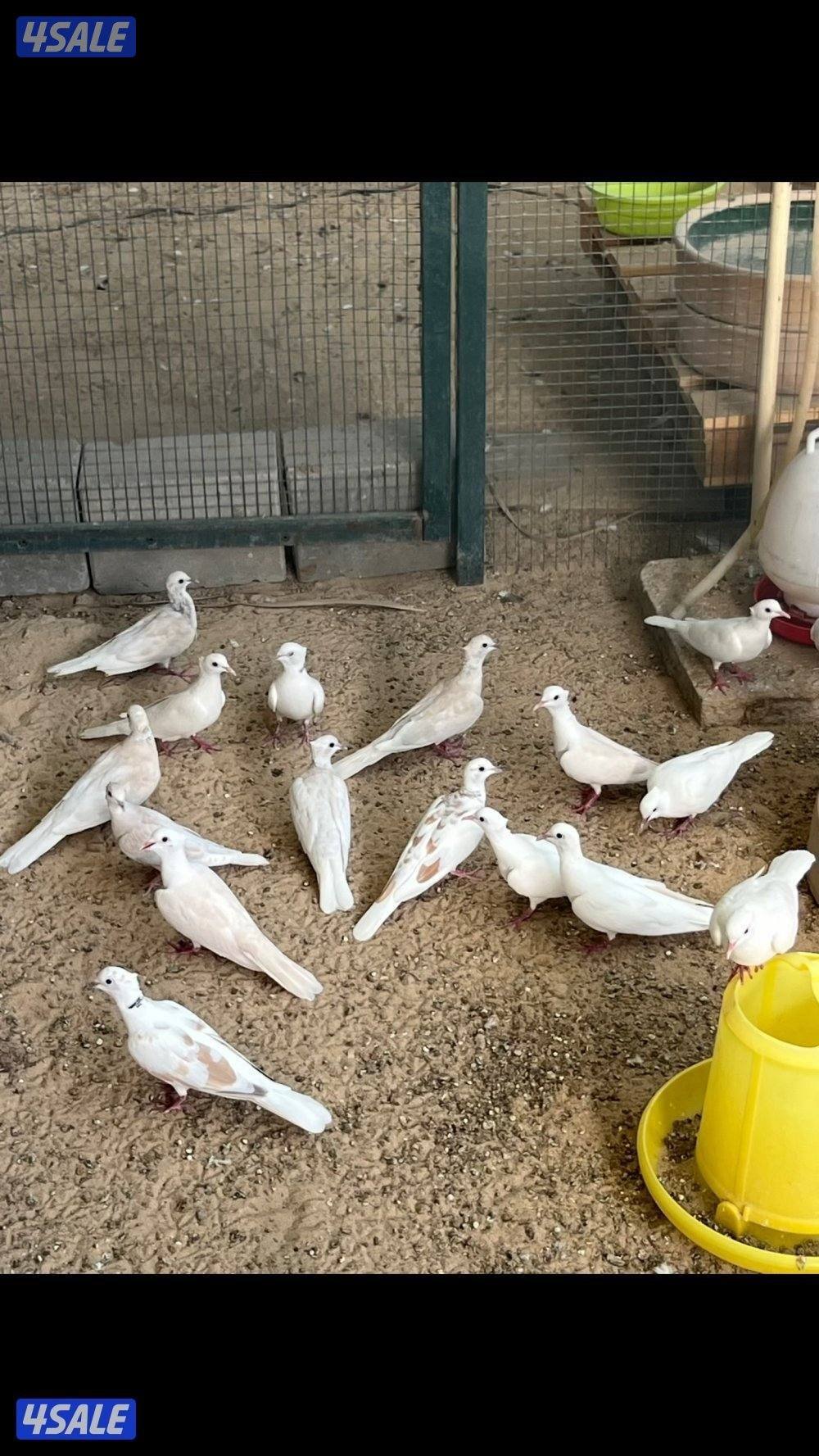 بشري لاهالى الوفره وصباح الاحمد وأم الهيمان وفرنا7