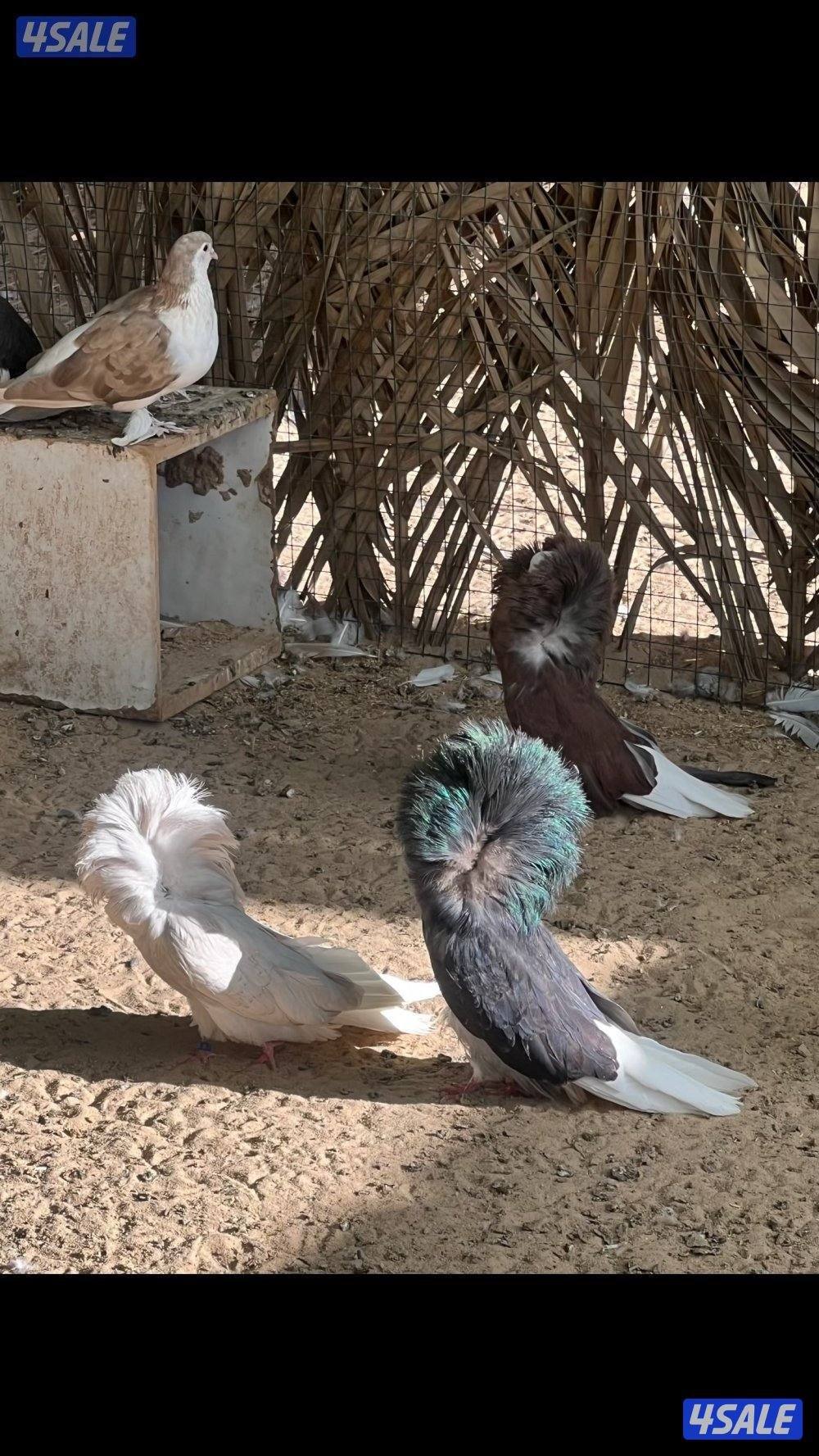 بشري لاهالى الوفره وصباح الاحمد وأم الهيمان وفرنا6