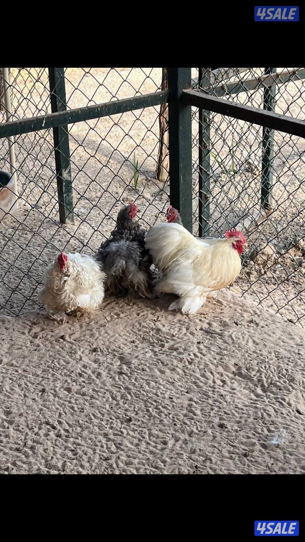 بشري لاهالى الوفره وصباح الاحمد وأم الهيمان وفرنا8