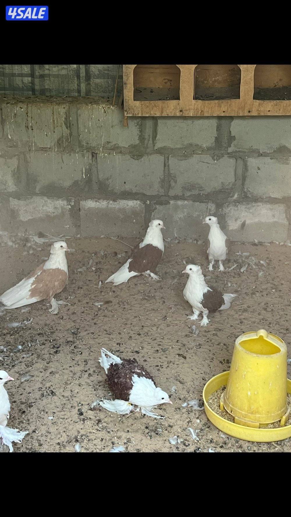 بشري لاهالى الوفره وصباح الاحمد وأم الهيمان وفرنا9