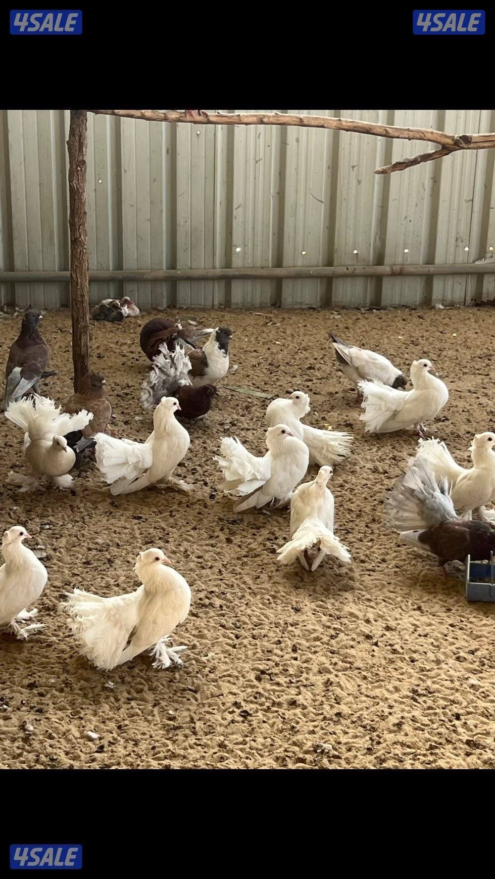 بشري لاهالى الوفره وصباح الاحمد وأم الهيمان وفرنا11