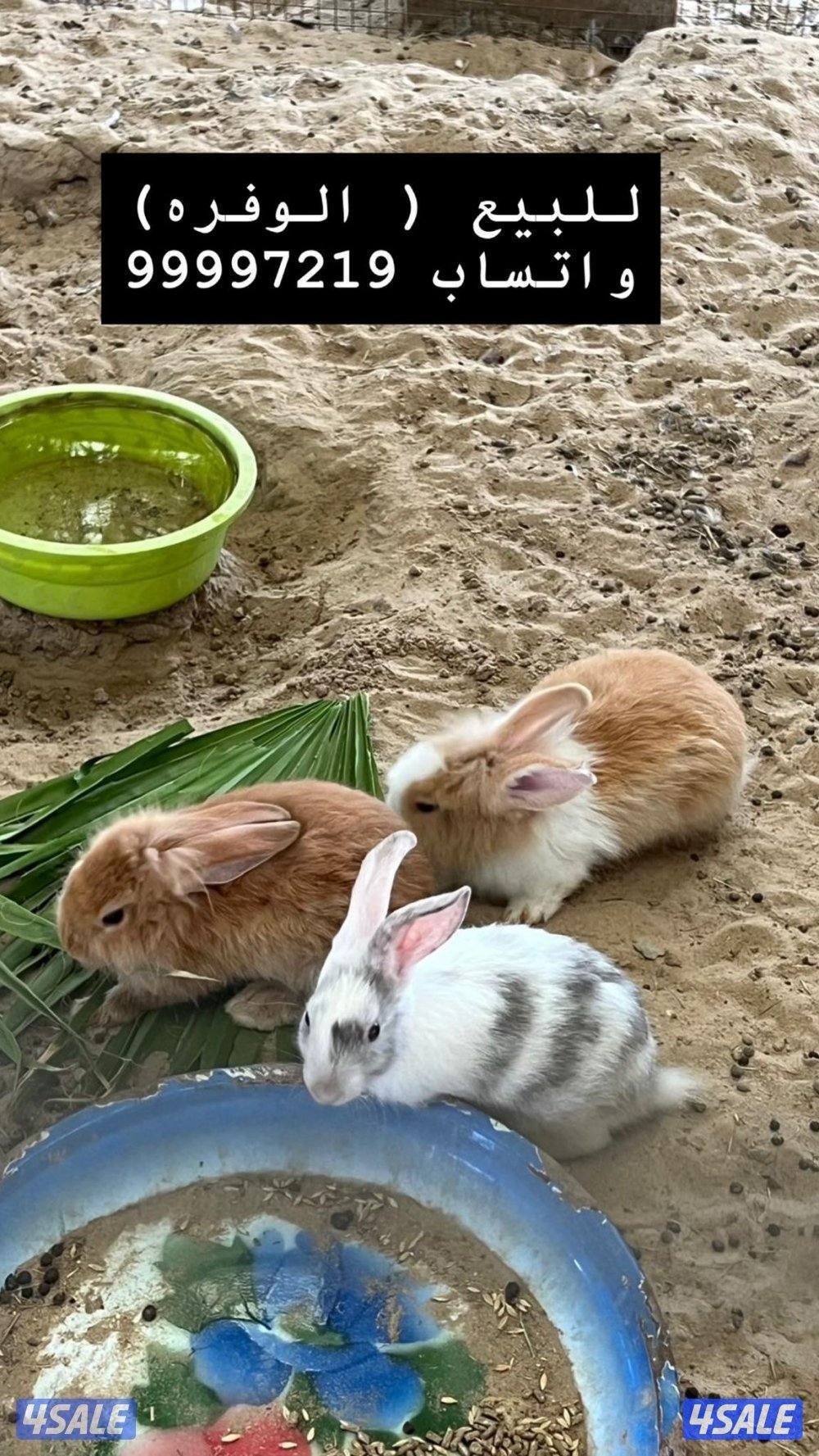 بشري لاهالى الوفره وصباح الاحمد وأم الهيمان وفرنا12