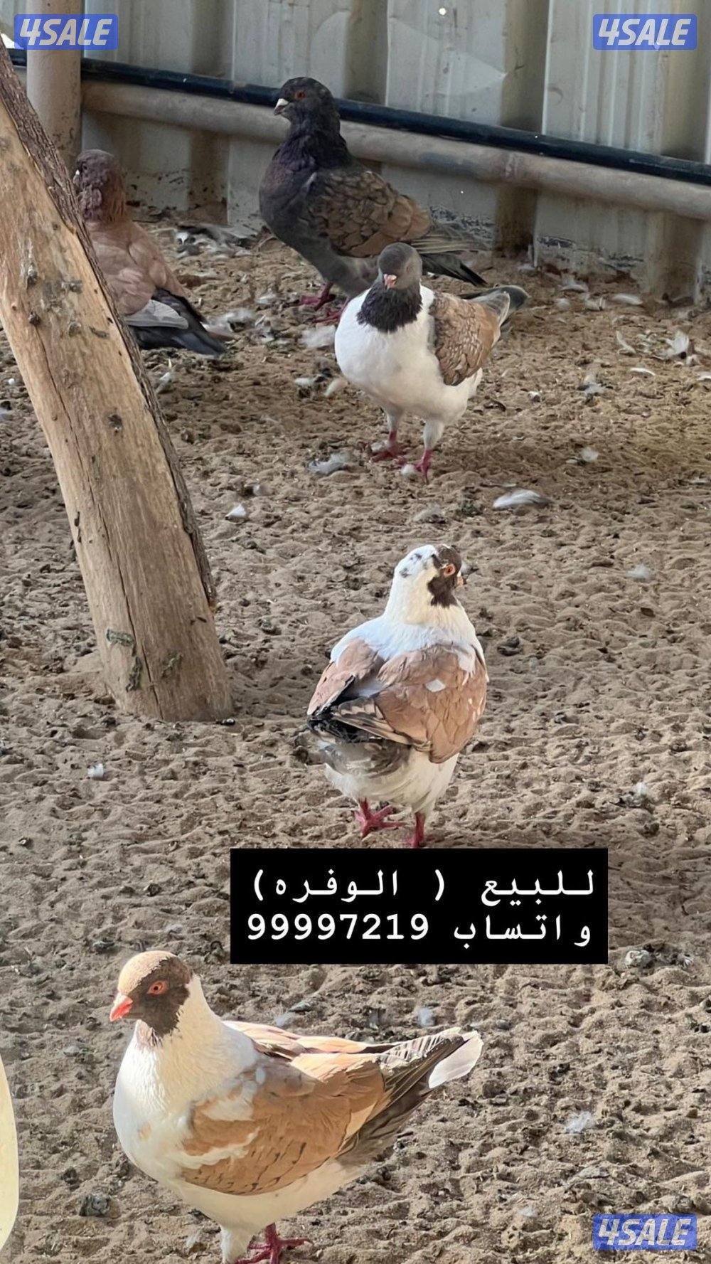 بشري لاهالى الوفره وصباح الاحمد وأم الهيمان وفرنا13