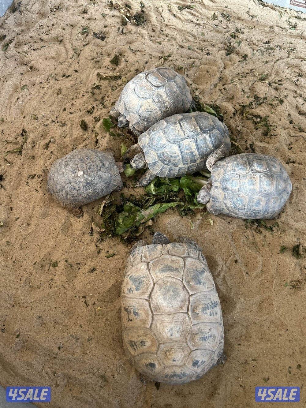 بشري لاهالى الوفره وصباح الاحمد وأم الهيمان وفرنا14