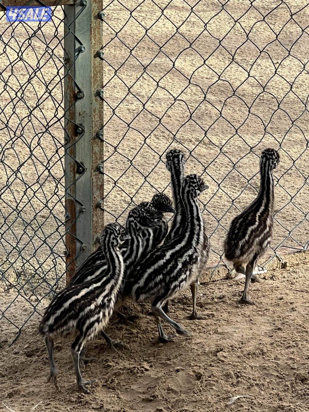 بشري لاهالى الوفره وصباح الاحمد وأم الهيمان وفرنا15