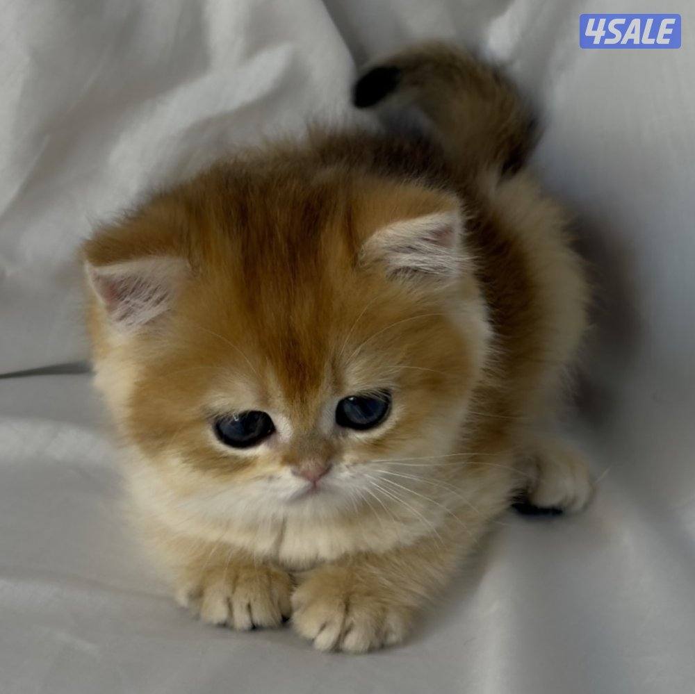 بريتش أنثى NY121