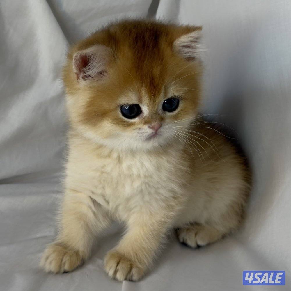 بريتش أنثى NY122