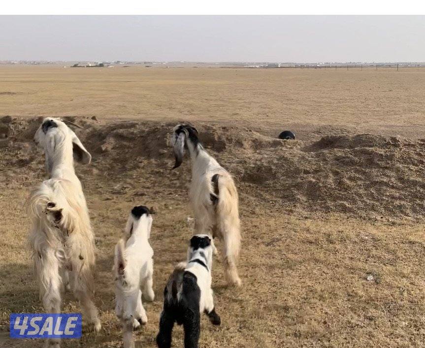 السالمي الارتال0