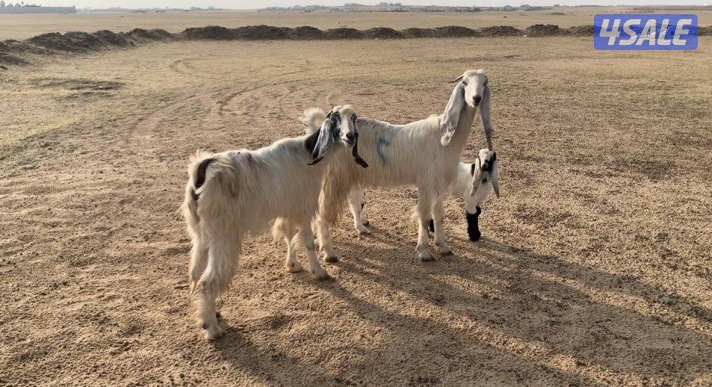 السالمي الارتال1