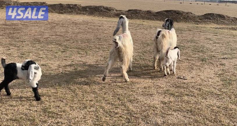 السالمي الارتال3