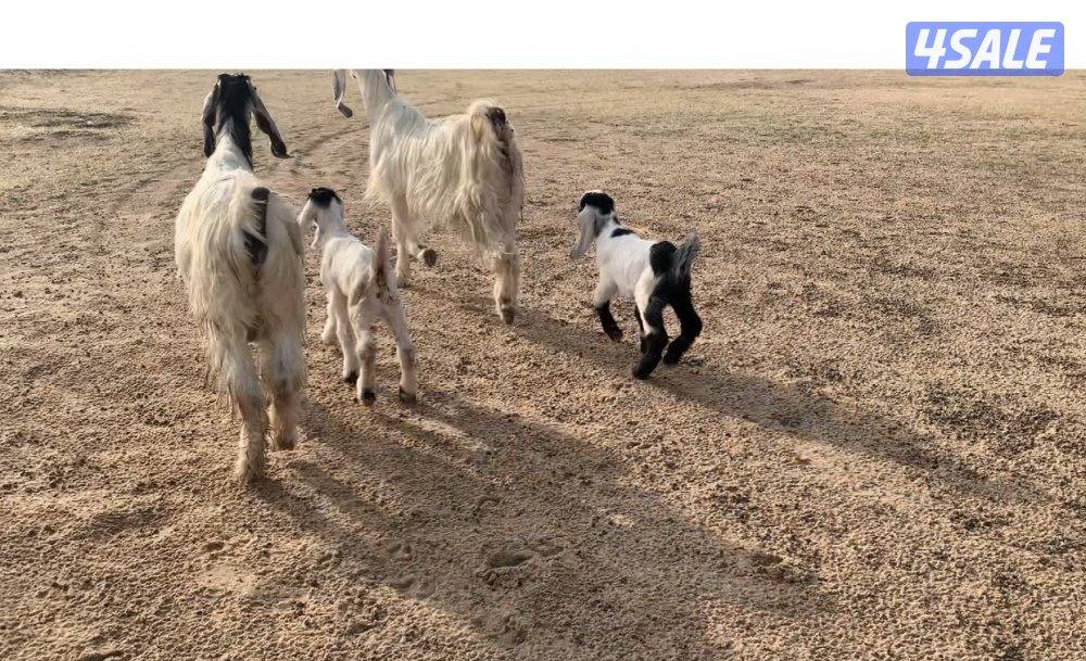 السالمي الارتال2