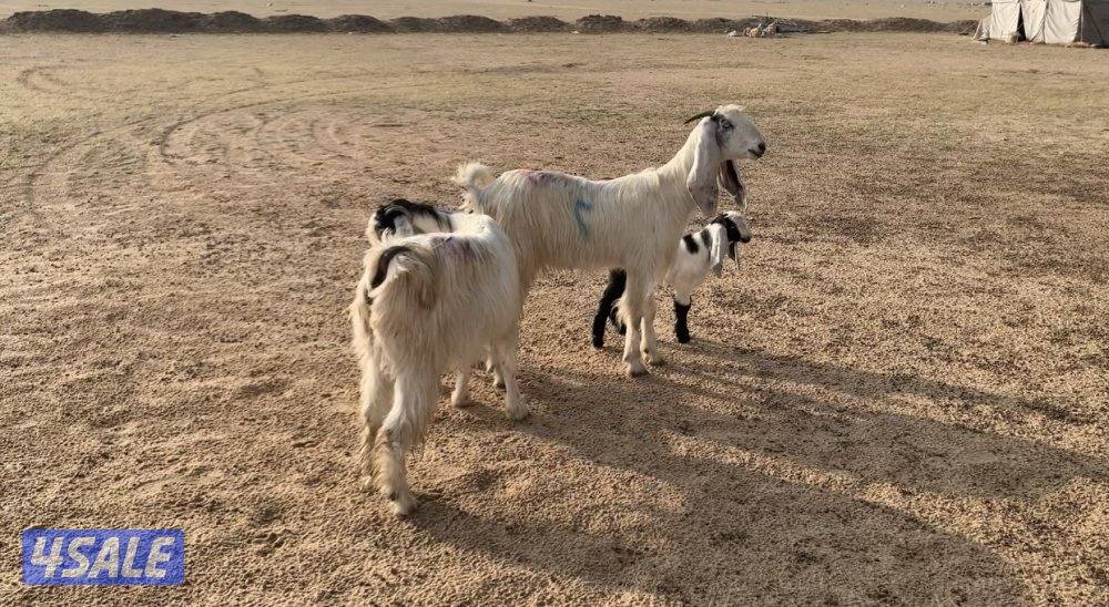 السالمي الارتال4