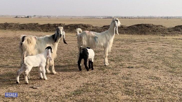 السالمي الارتال5