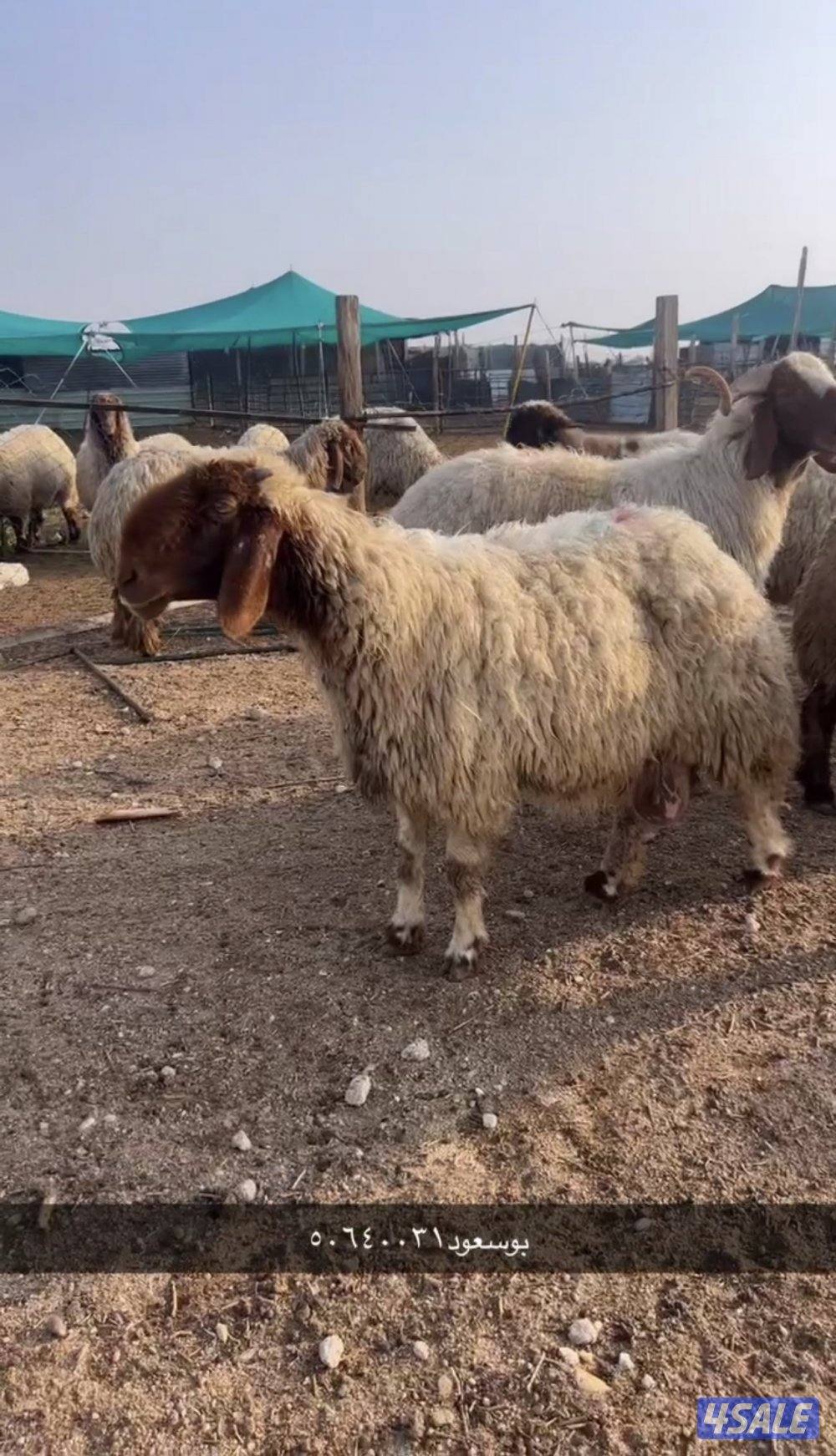 غنم صنف فاااخره مرسسه0