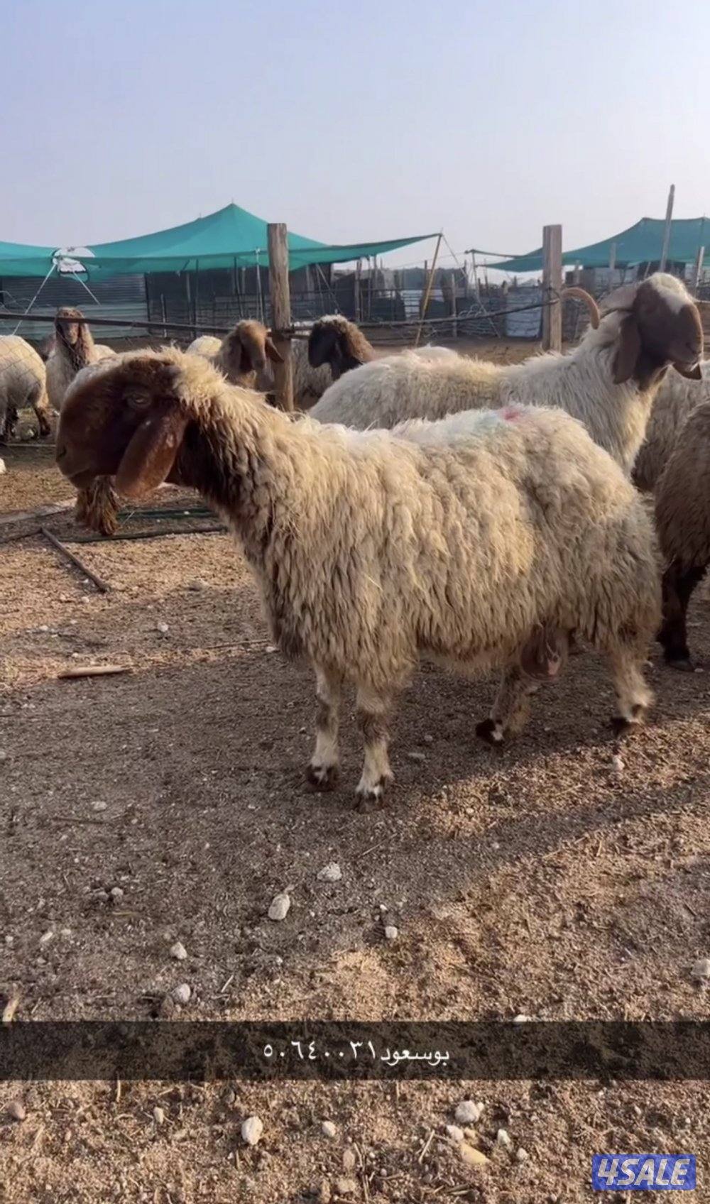 غنم صنف فاااخره مرسسه1