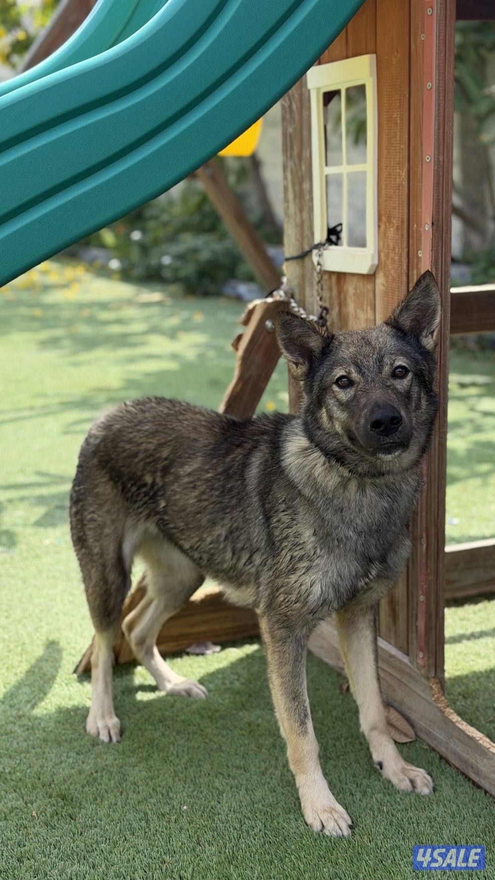 للبيع نثيه جيرمن سيبل0