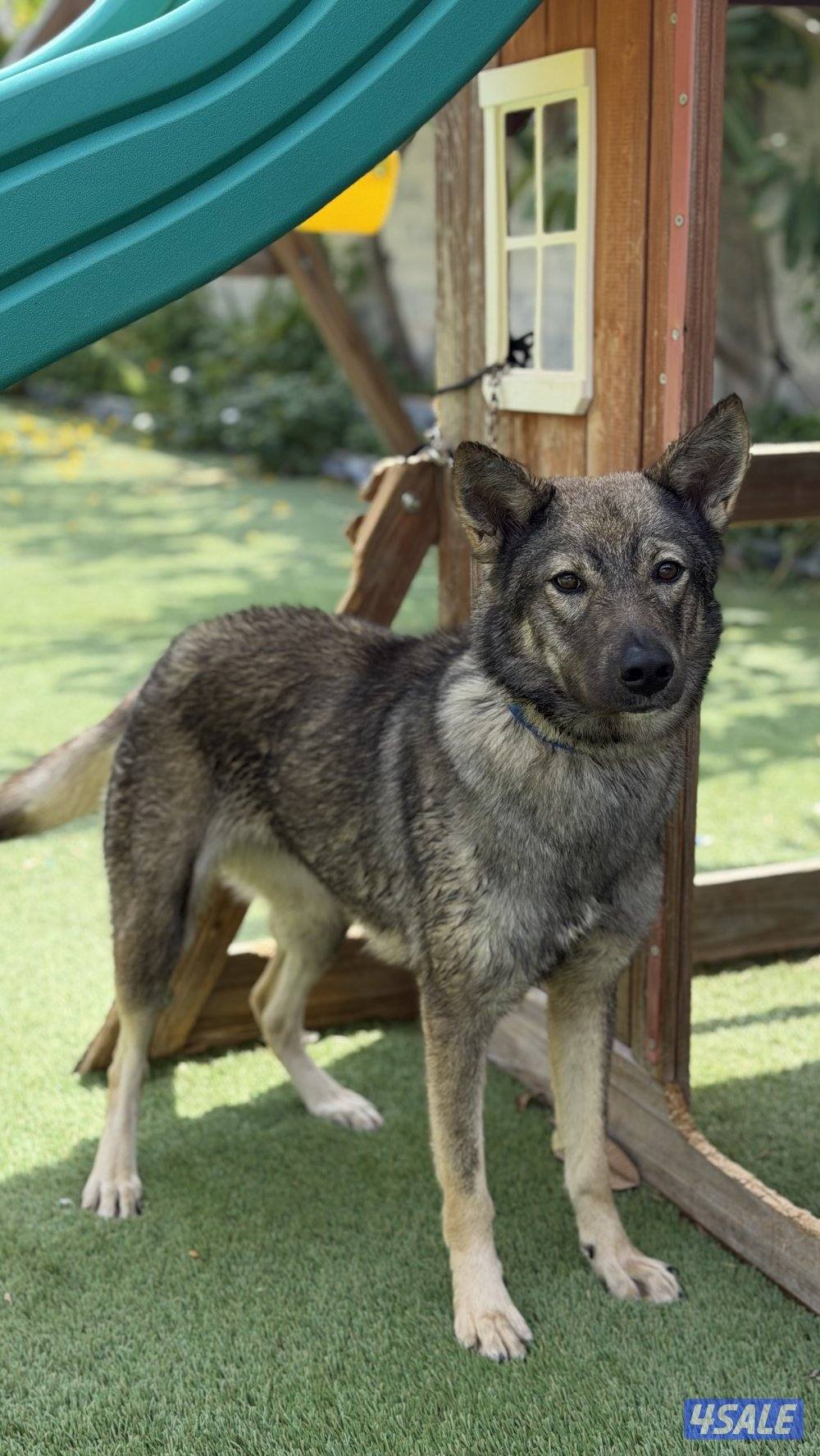 للبيع نثيه جيرمن سيبل1