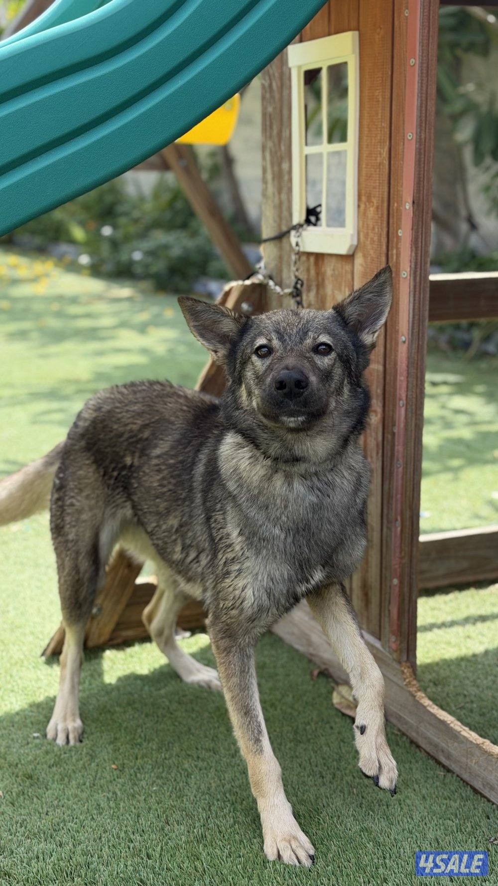 للبيع نثيه جيرمن سيبل2