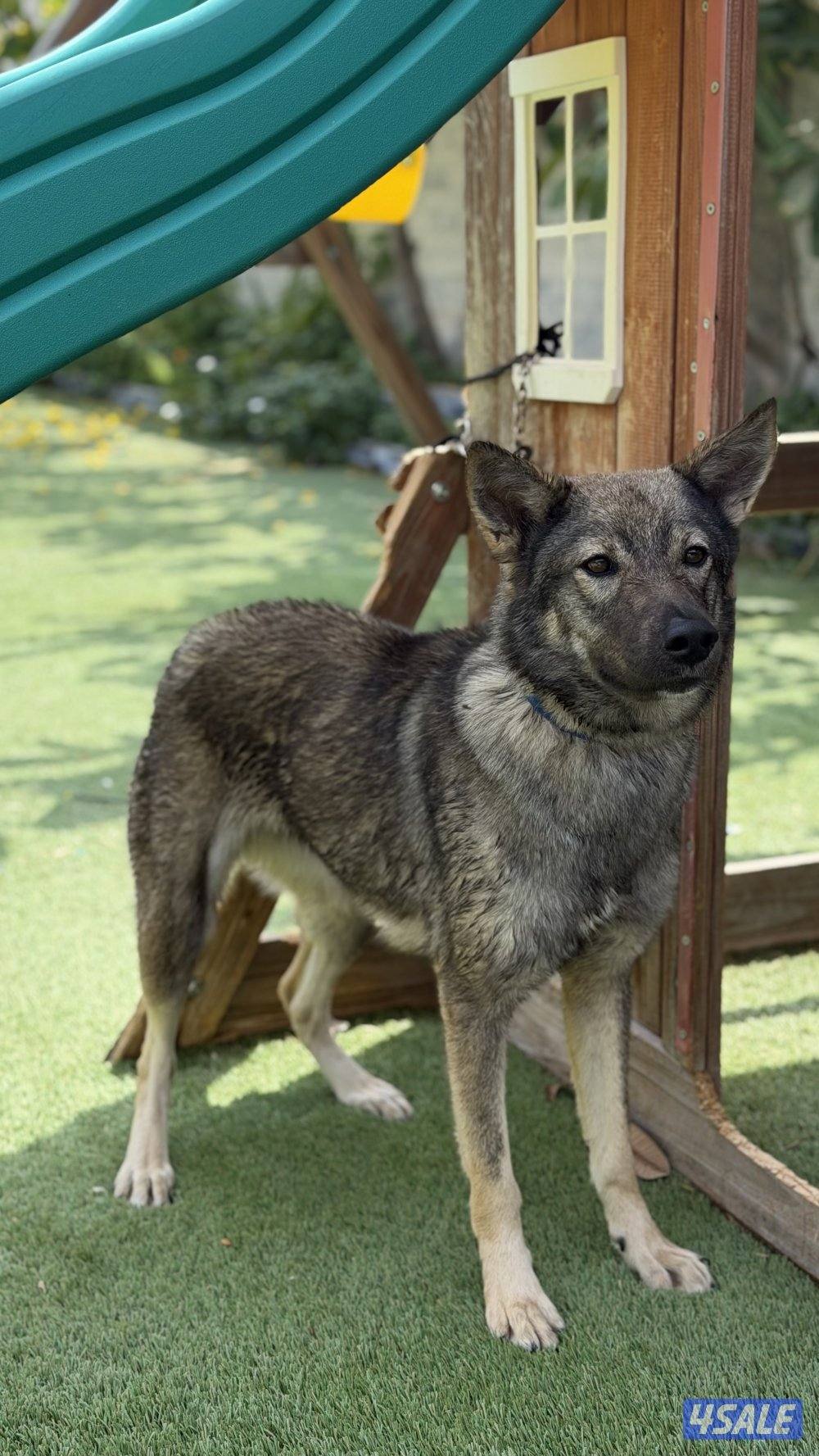 للبيع نثيه جيرمن سيبل4