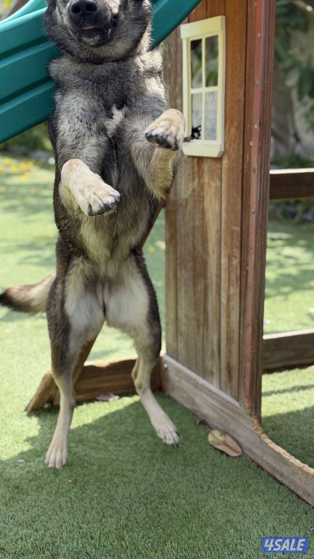 للبيع نثيه جيرمن سيبل5