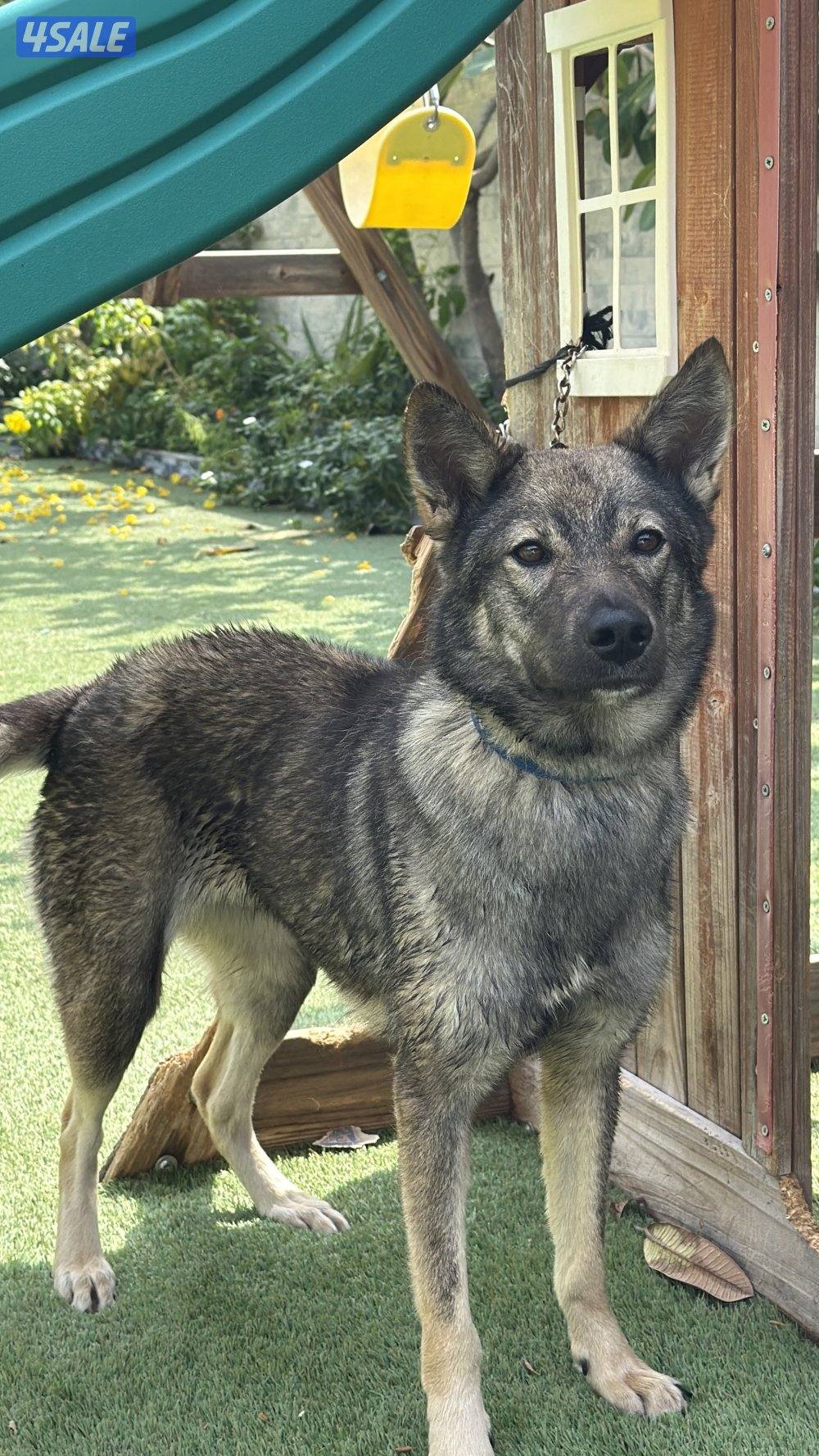 للبيع نثيه جيرمن سيبل6