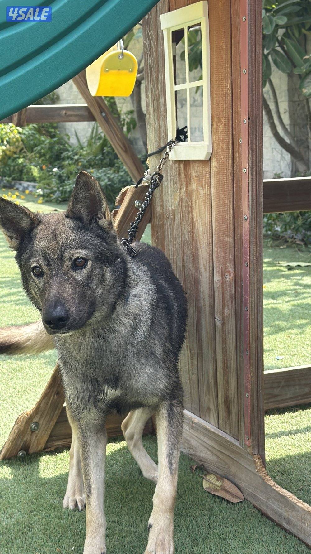 للبيع نثيه جيرمن سيبل7