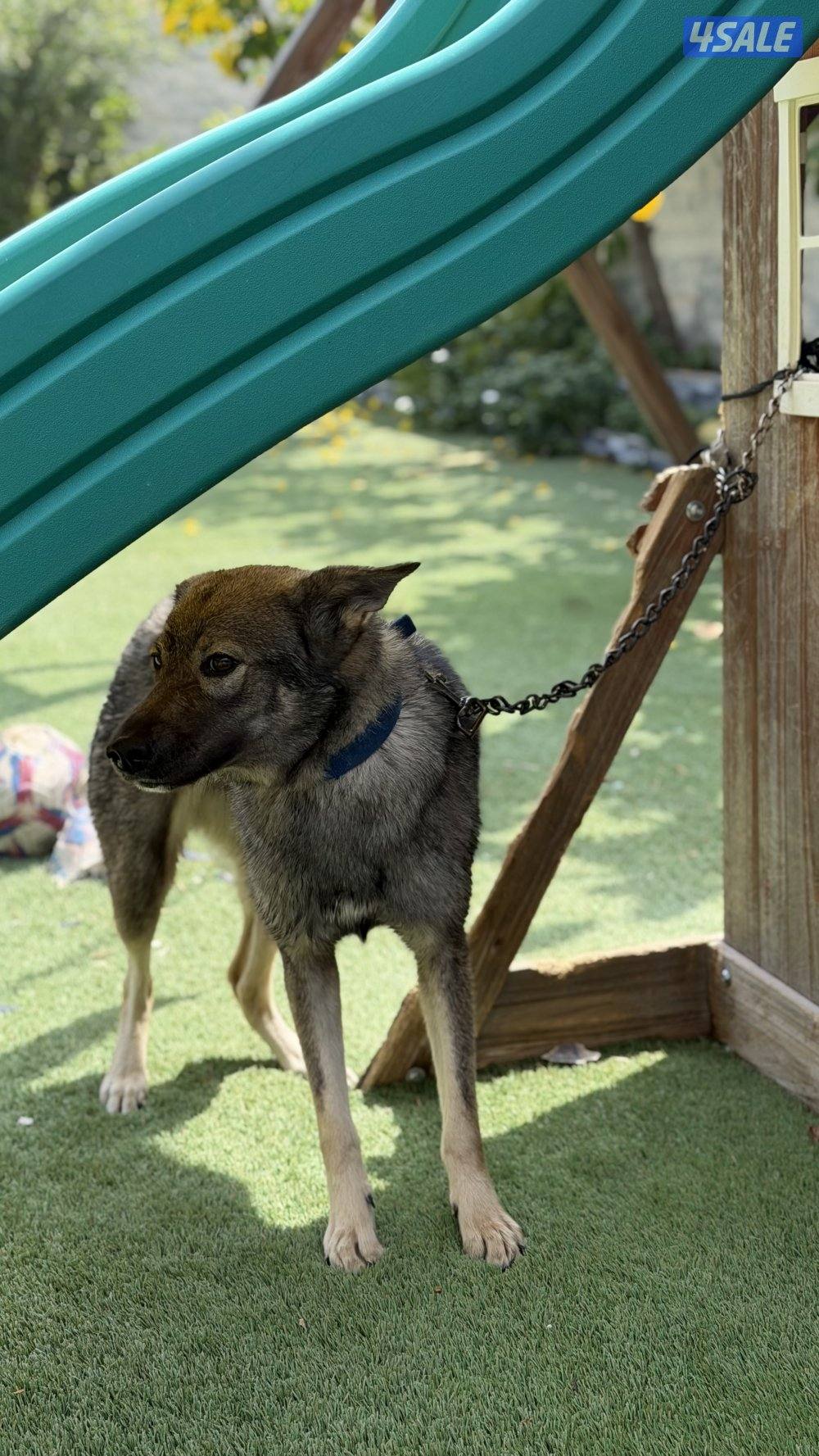 للبيع نثيه جيرمن سيبل8