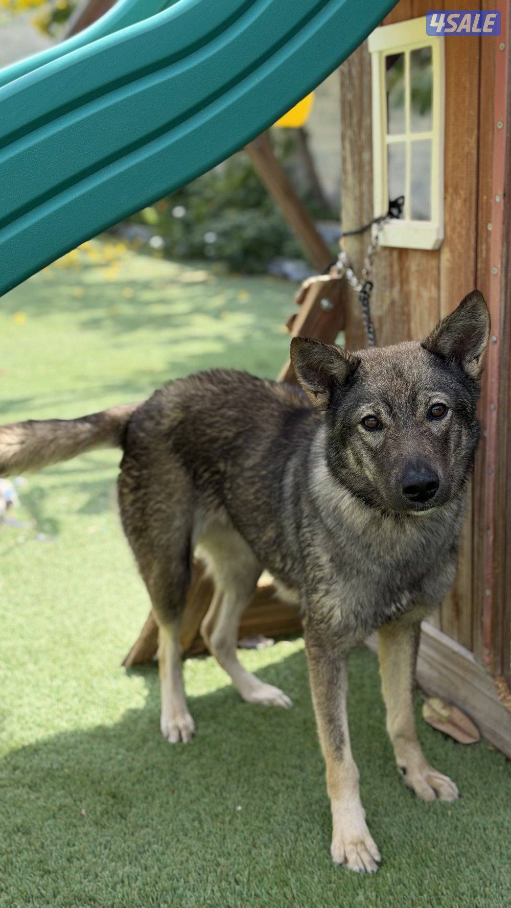 للبيع نثيه جيرمن سيبل9