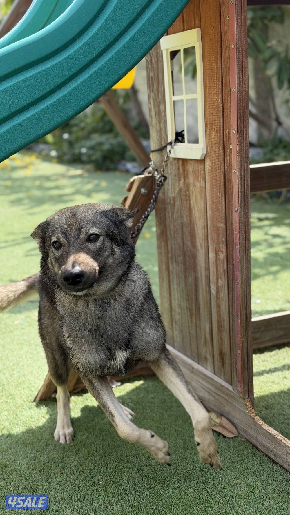 للبيع نثيه جيرمن سيبل10