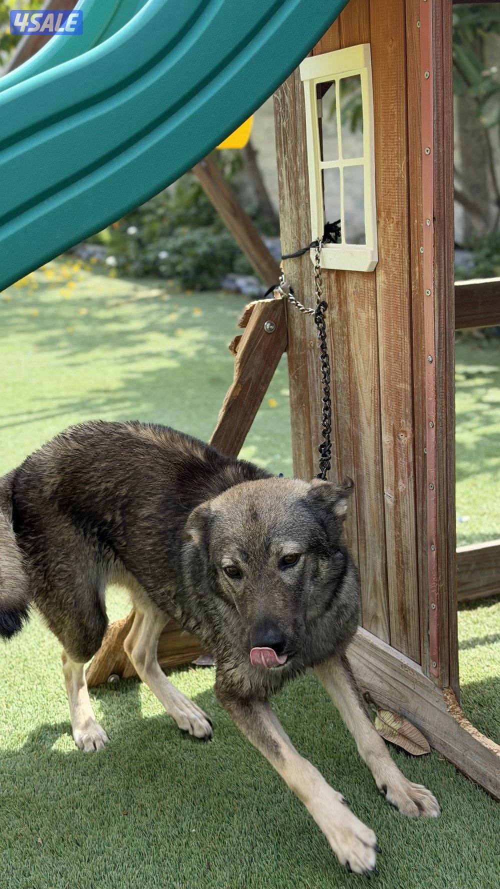 للبيع نثيه جيرمن سيبل11