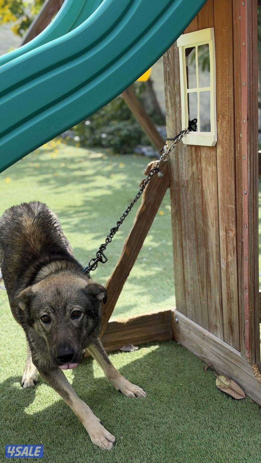 للبيع نثيه جيرمن سيبل12