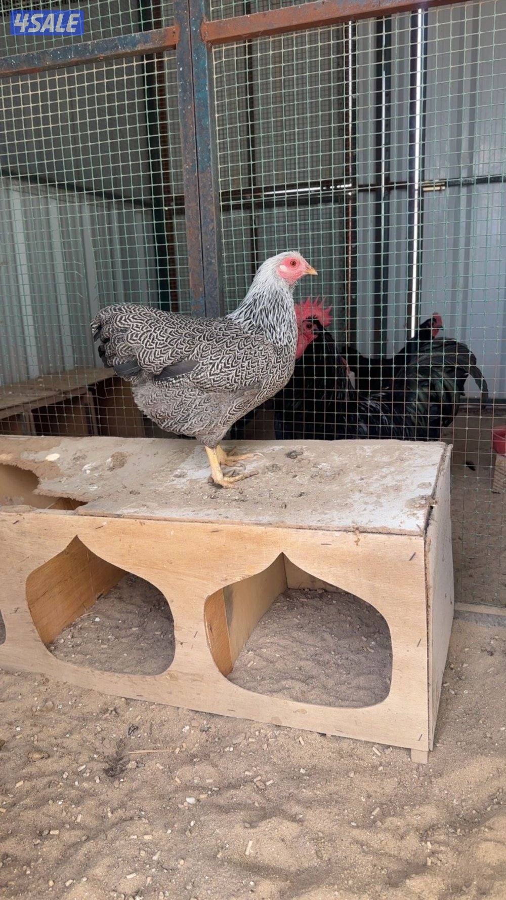 مجاميع وايندوت1