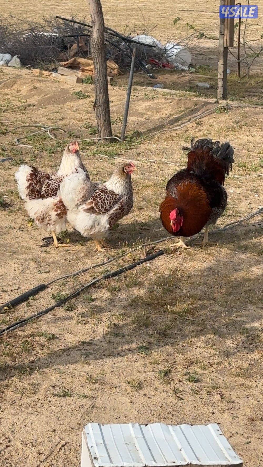 مجاميع وايندوت2