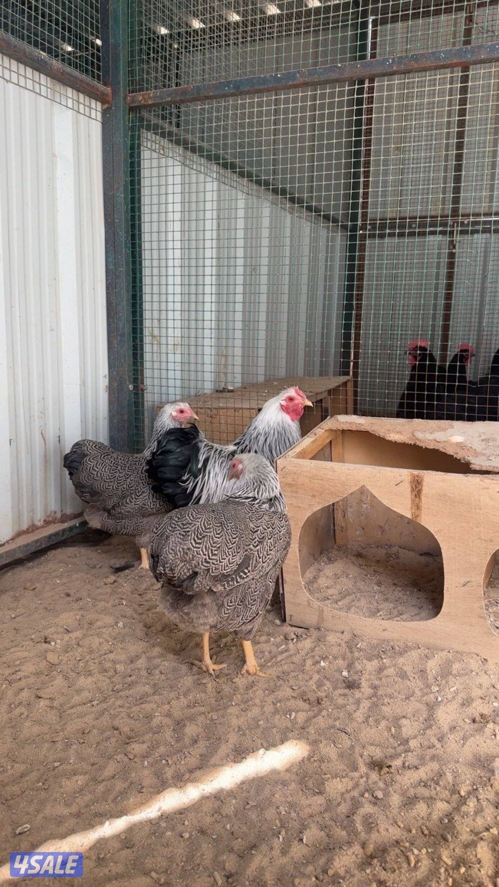 مجاميع وايندوت3