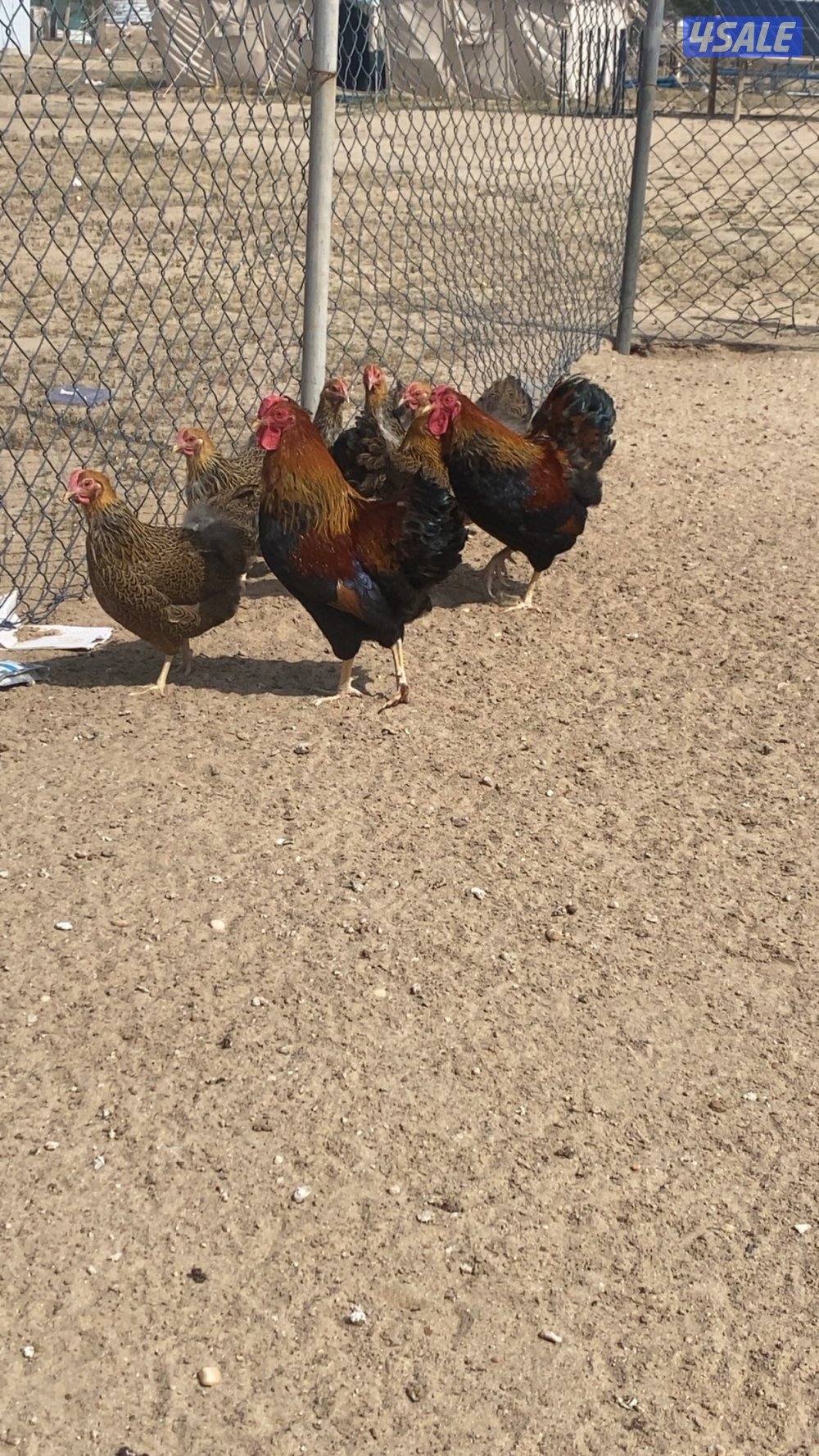 مجاميع وايندوت4