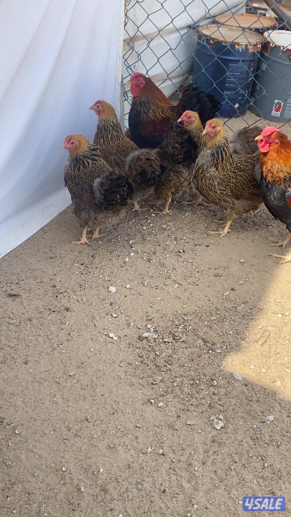 مجاميع وايندوت5