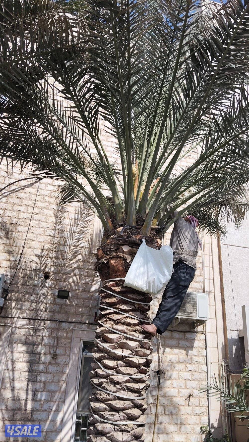 ابو علي للنخيل والزراعه تلقيح للنخيل0