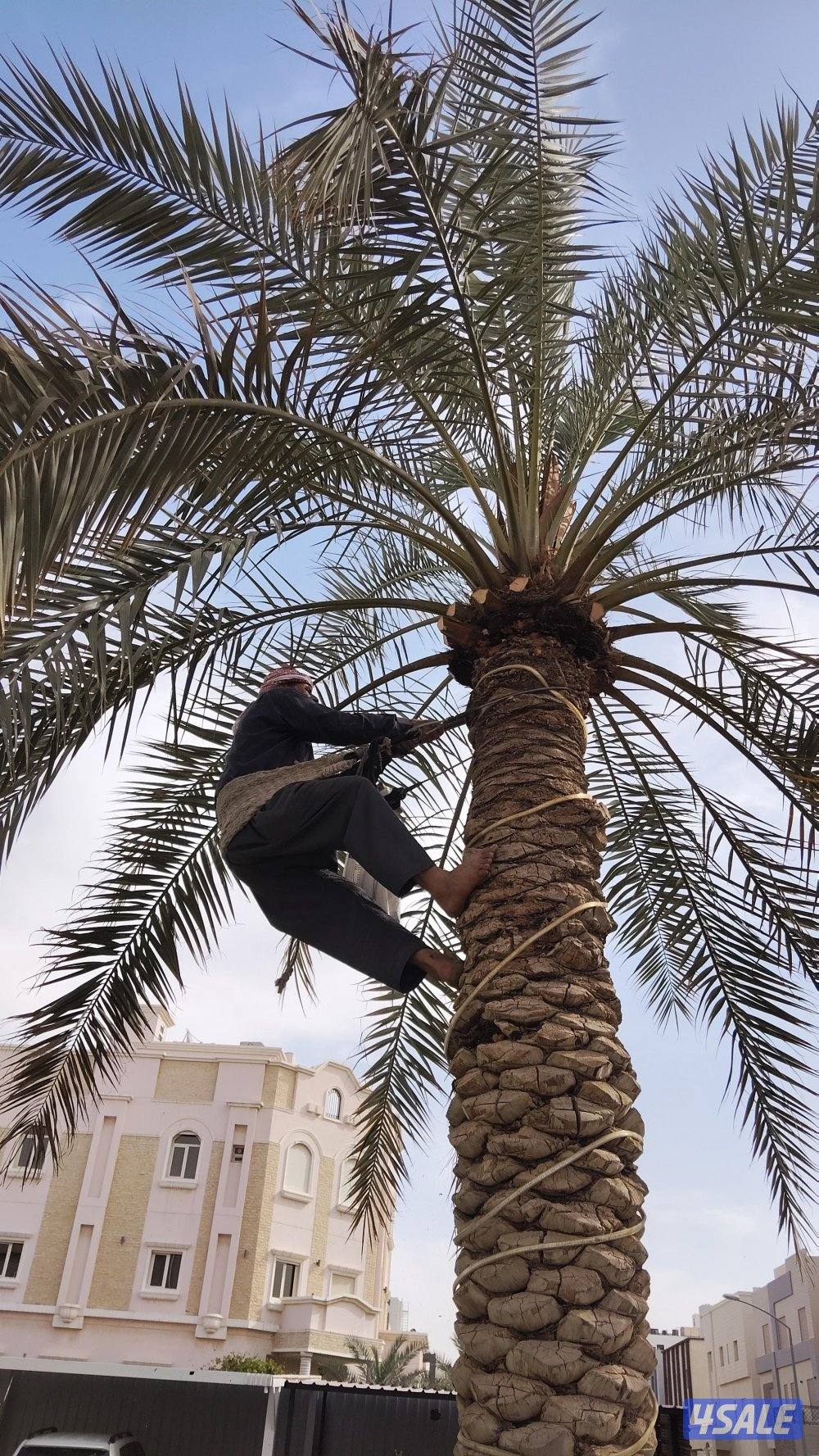 ابو علي للنخيل والزراعه تلقيح للنخيل1