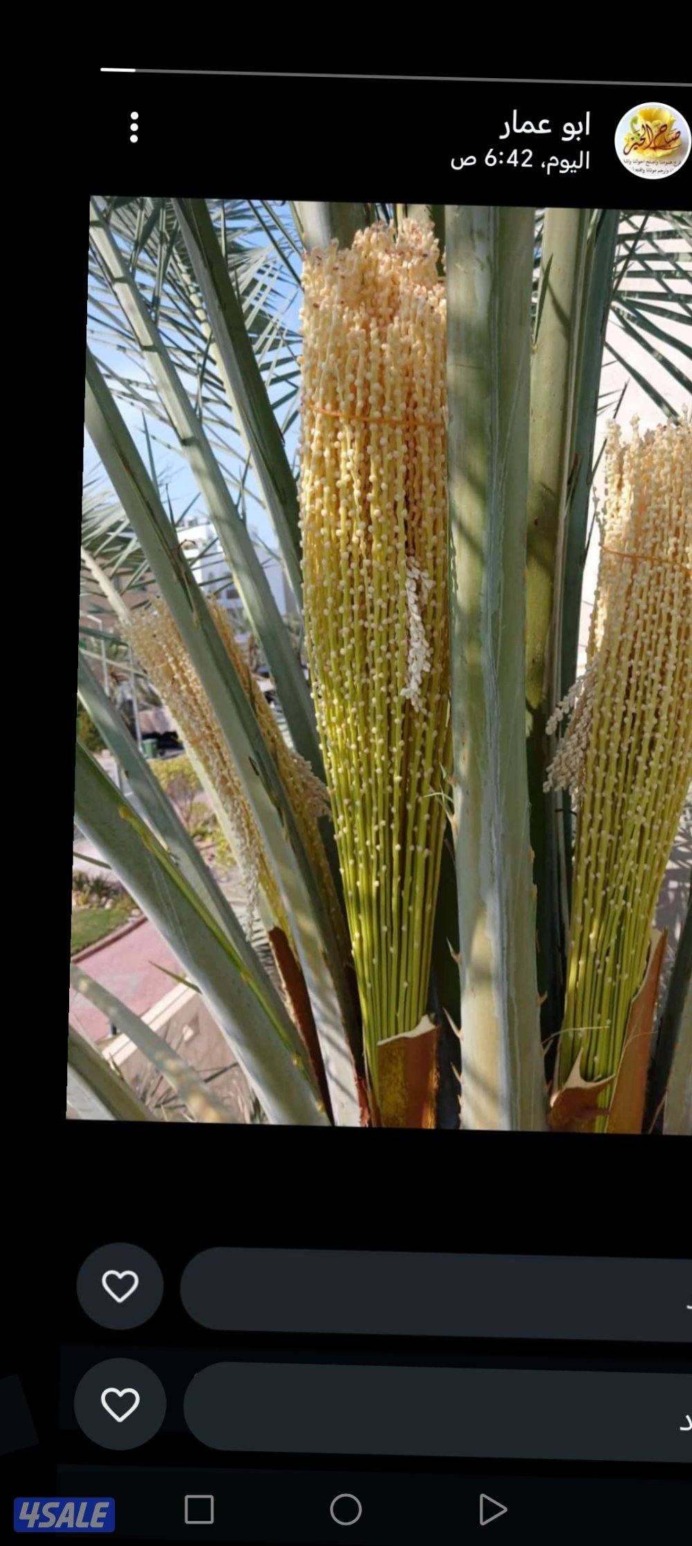 ابو علي للنخيل والزراعه تلقيح للنخيل2