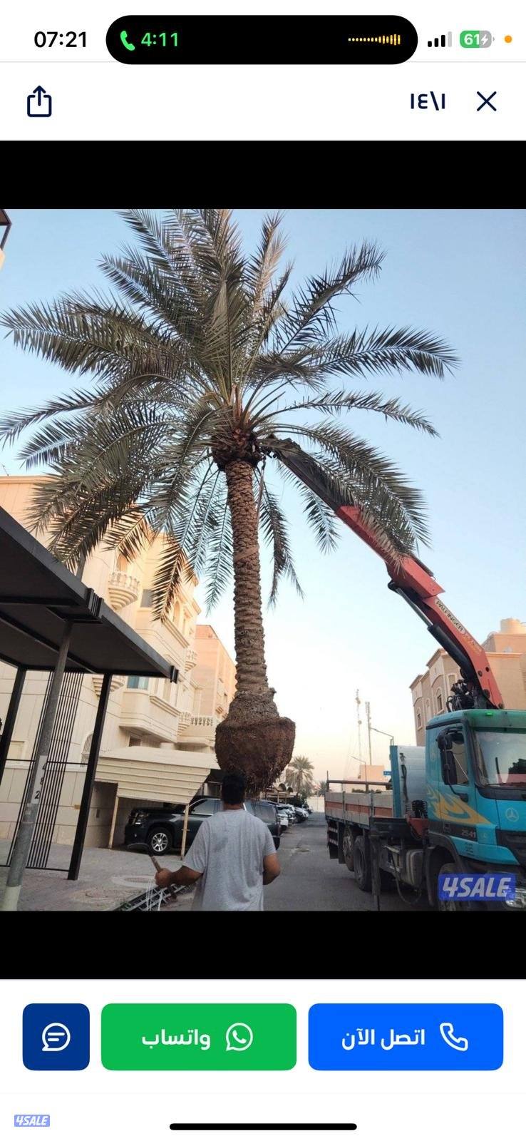 ابو علي للنخيل والزراعه تلقيح للنخيل3