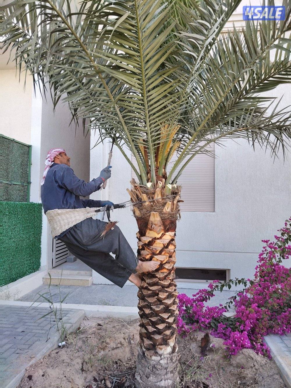 ابو علي للنخيل والزراعه تلقيح للنخيل4