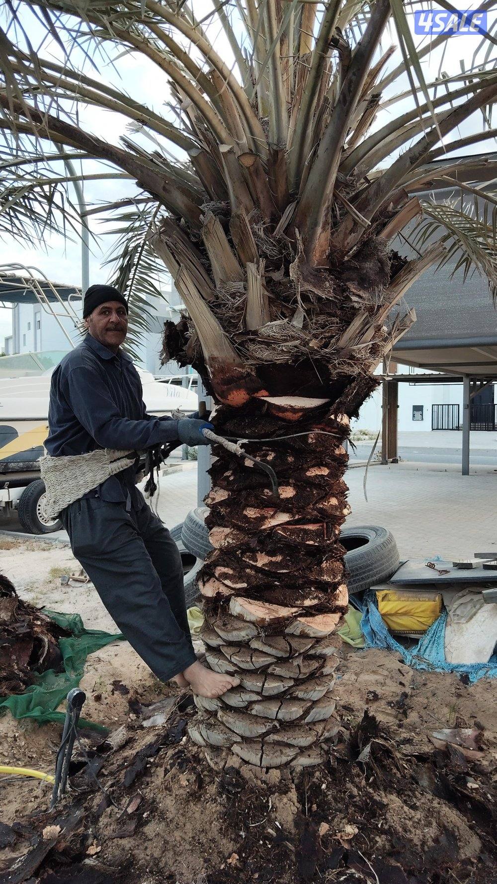 ابو علي للنخيل والزراعه تلقيح للنخيل5