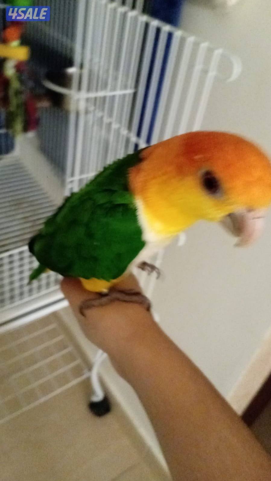 كايك ربوه مع اليهال0