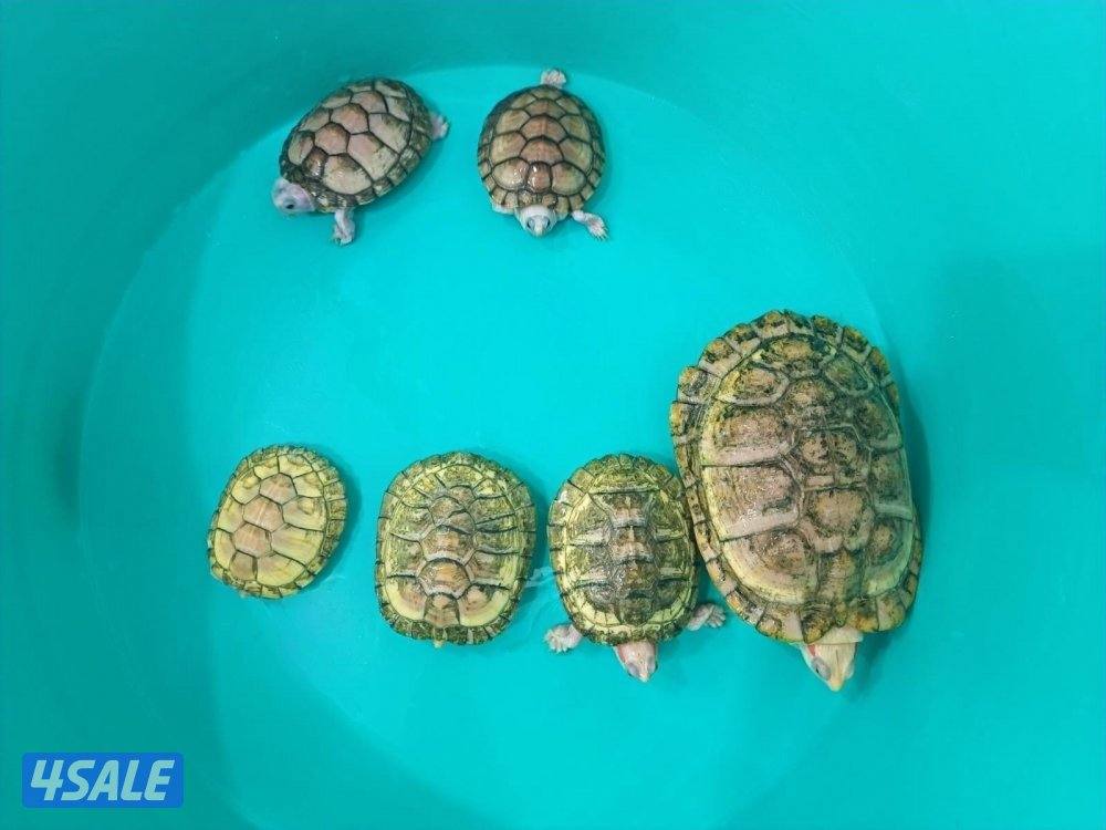 للبيع سلاحف ألبينو مع حوض0