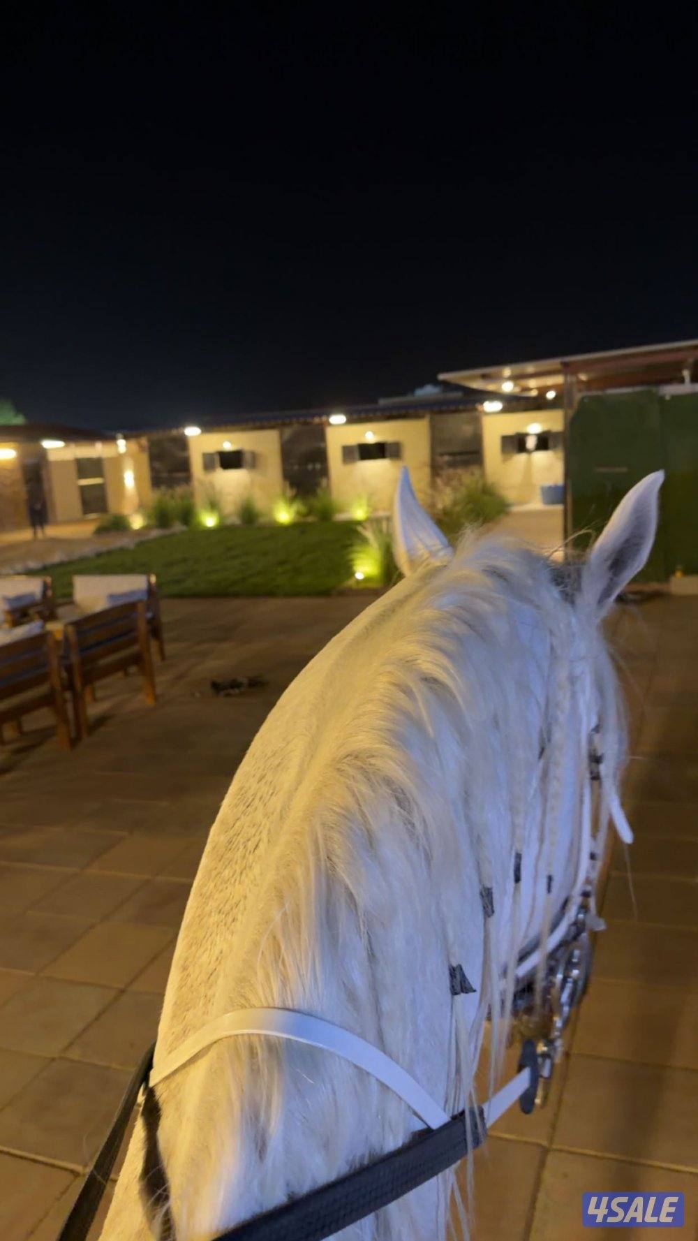 مربط النوايف للخيل العربيه2